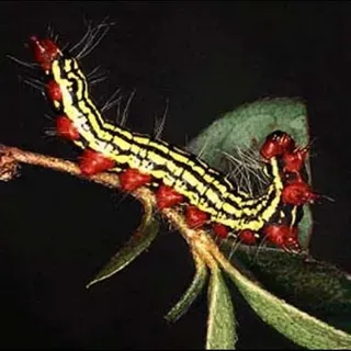 thumbnail for publication: Azalea Caterpillar, Datana major Grote & Robinson (Insecta: Lepidoptera: Notodontidae)